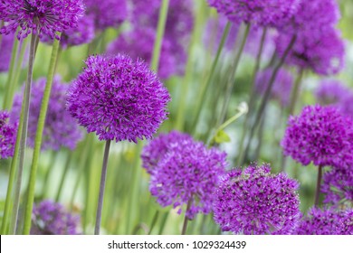 Allium (Allium Giganteum)