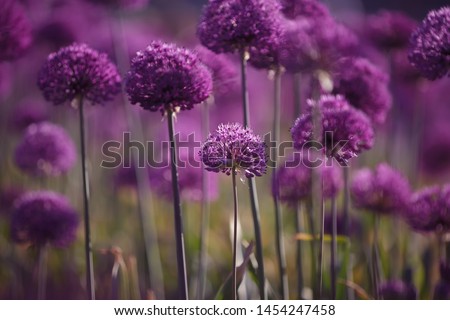 Allium Giganteum, head of purple flower, giant ornamental onion in garden, decorative onion with round large purple flower heads