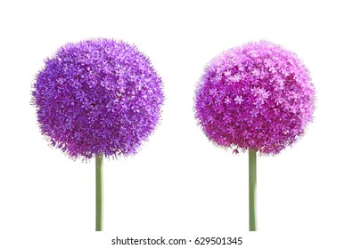Allium Gladiator Ornamental Onion flower set  isolated on white background - Powered by Shutterstock
