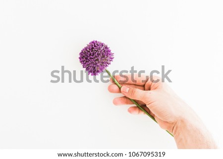 Similar – Allium isolated on white background