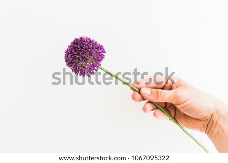 Similar – Allium isolated on white background