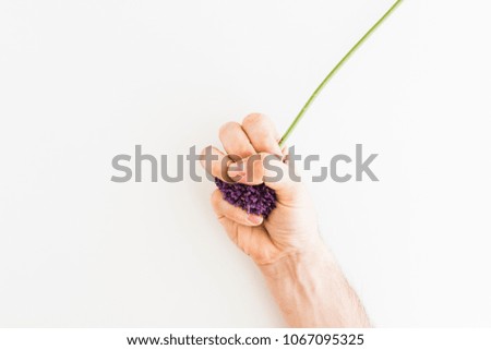 Similar – Image, Stock Photo Allium isolated on white background