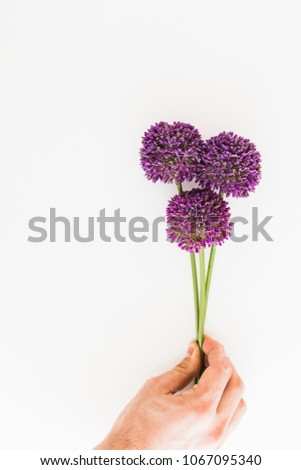 Similar – Allium isolated on white background