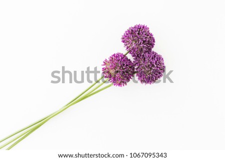 Similar – Image, Stock Photo Allium isolated on white background