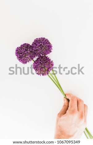 Allium isolated on white background