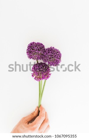 Similar – Allium isolated on white background