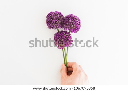 Similar – Allium isolated on white background