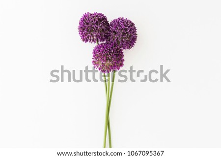 Similar – Image, Stock Photo Allium isolated on white background