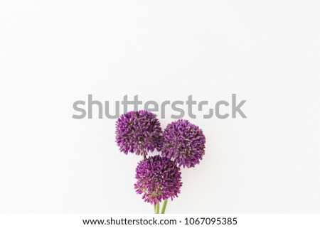 Similar – Allium isolated on white background