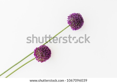 Similar – Image, Stock Photo Allium isolated on white background