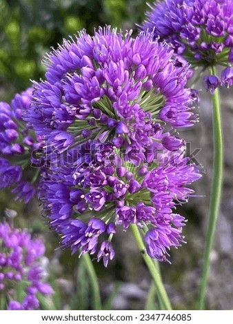 Allium 'Millenium' flowering in summer