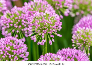 Allium (Millenium) in full flower
