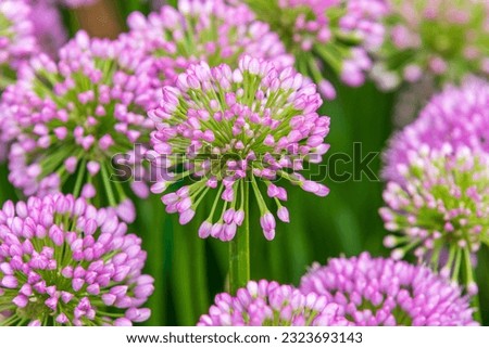 Allium (Millenium) in full flower