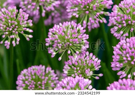 Allium (Millenium) in full flower