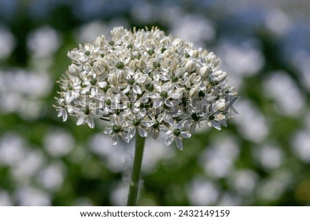 Allium nigrum black broad-leaved broadleaf garlic white flowering plant, ornamental beautiful garden wild onion flowers in bloom