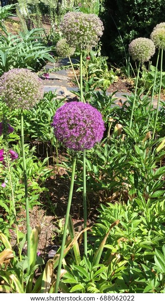 Allium Plant Duke University Gardens Durham Stock Photo Edit Now