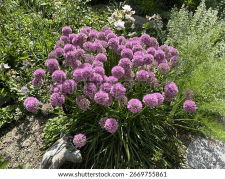 Allium senescens 'Millenium'; aging chive, bulb plant with purple blossoms
