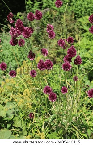 Allium spaerocephalon, round-headed garlic or drumstick onion, plant with deep purple blossoms Stock photo © 