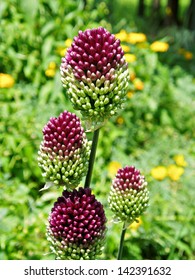 Allium Sphaerocephalon