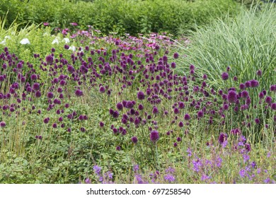 Allium Sphaerocephalon