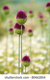 Allium Sphaerocephalon