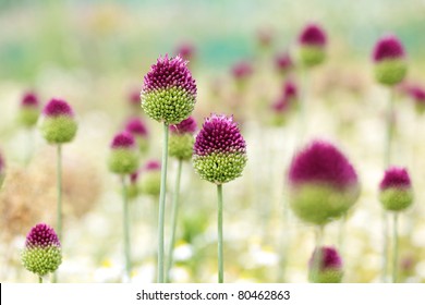 Allium Sphaerocephalon