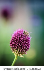 Allium Sphaerocephalon Bee