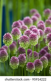 Allium Sphaerocephalon Flowers