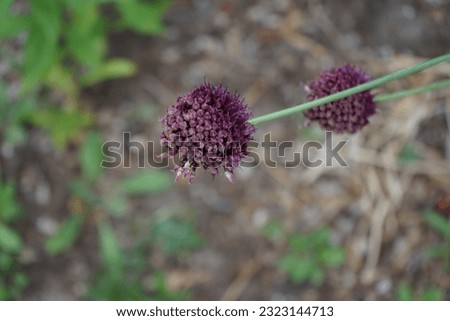 Allium sphaerocephalon is a plant species in the Amaryllis family known as round-headed leek and also round-headed garlic, ball-head onion, and other variations on these names. Berlin, Germany Stock photo © 