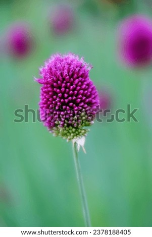 Allium sphaerocephalon or round headed garlic in flower closeup. Stock photo © 