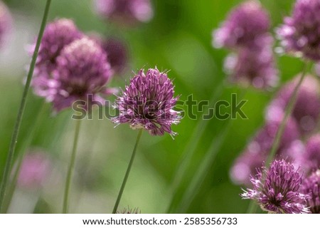 Similar – Image, Stock Photo ornamental garlic Plant