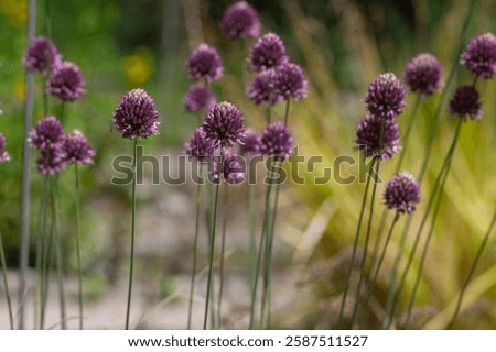 Similar – Image, Stock Photo ornamental garlic Plant