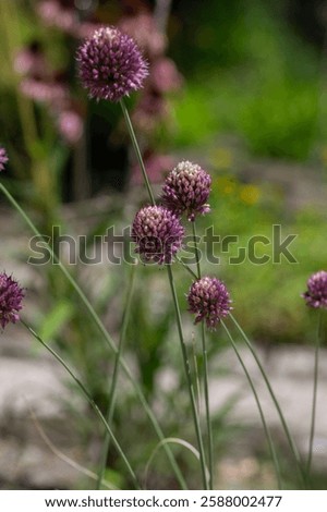 Similar – Image, Stock Photo ornamental garlic Plant
