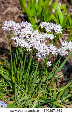 Allium trifoliatum 'Cameleon' an early summer flowering bulbous plant with a white pink summertime flower in June and commonly known as ornamental onion, stock photo image