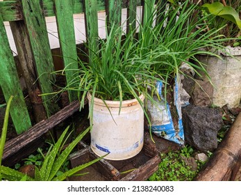 Allium tuberosum (garlic chives, Oriental garlic, Asian chives, Chinese chives, Chinese chives, chive) were planted in pots with a natural background.