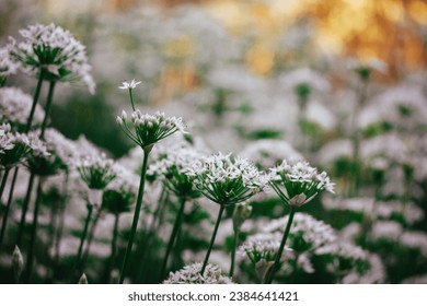 Allium tuberosum white small flowers bloom. A group of blossoming plants in garden. White bear garlic spring flowers wallpaper. Flowering meadow. Leek flowers on a sunny lawn. Springtime chives flower
