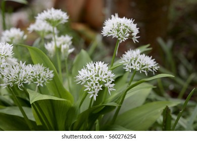 Allium Ursinum, Flowers