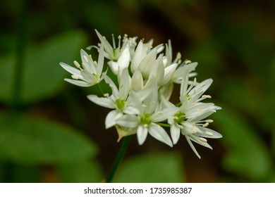 Allium Ursinum L. In Nature