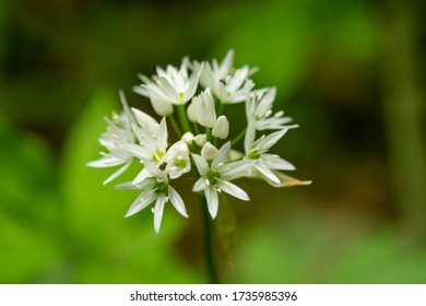 Allium Ursinum L. In Nature