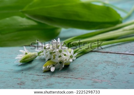 Allium ursinum wild bears garlic flowers in bloom, white ramsons buckrams flowering plants and green edible leaves on rustic vintage table