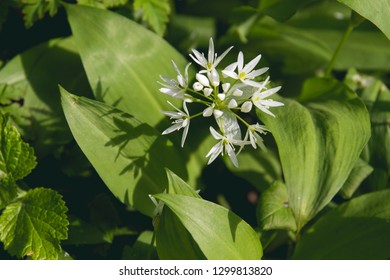 Allium Ursinum Wild Flowers