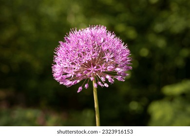 Alliums are plants such as the ornamental onion as pictured here. It is set against a natural out of focus background.