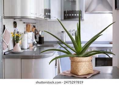 Alloe vera stands in a wicker pot on the kitchen table. Decorating the interior of the house with live plants. Selective focus. - Powered by Shutterstock