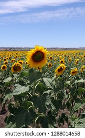 Allora Sunflower Queensland Stock Photo 1288014658 | Shutterstock