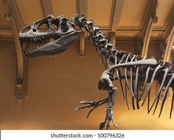 allosaurus fragilis skeleton