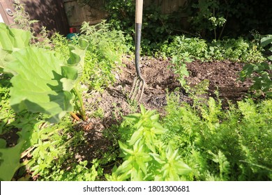 An Allotment Or Back Garden O Year With A Fork In The Veg Patch Amongst Potato, Rhubarb And Carrots