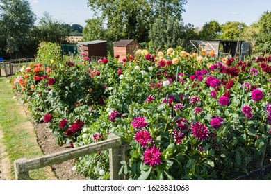 Allotment, Community Garden With Dahlia Flowers And Sheds, UK