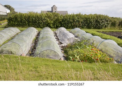 Allotment At Iona Abbey; Scotland; UK