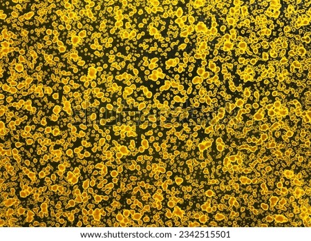 All-over photograph of a highly detailed texture depicting a surface covered by a multitude of golden patterns of oblong shapes, ellipses and random circles looking like bacterial biological cells.