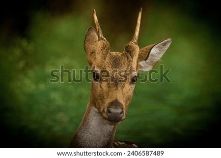 Similar – Foto Bild Bambi Tier Wildtier